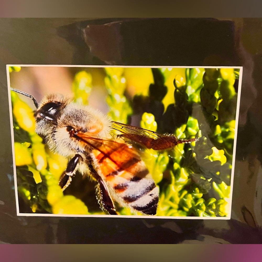 Original print portrait of a Bee